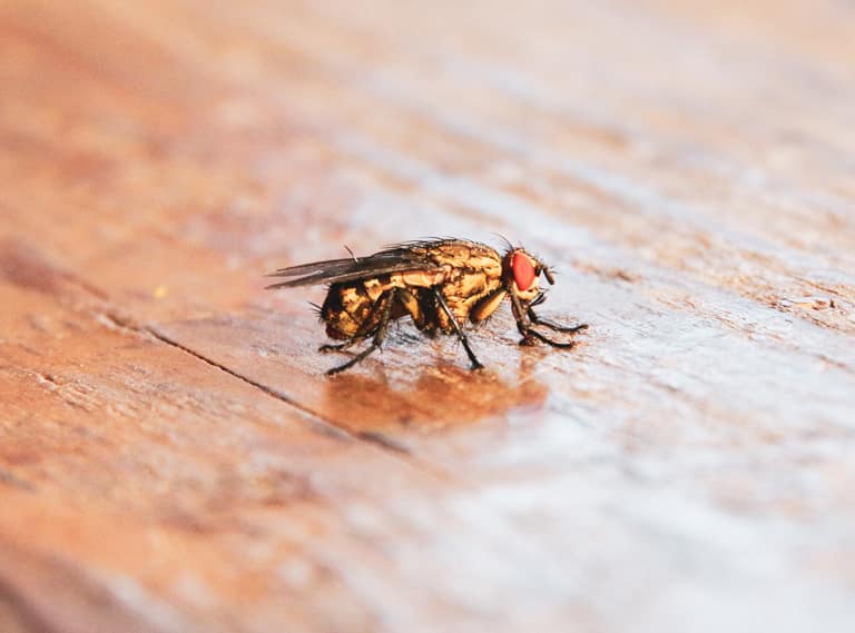 insekty